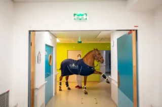 Peyo the therapy horse in the hospital