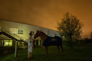 Peyo the therapy horse and doctor