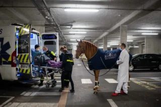 Peyo the therapy horse and doctors