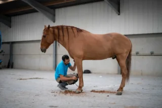 Peyo the therapy horse