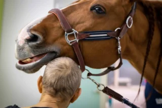 Peyo the therapy horse and patient