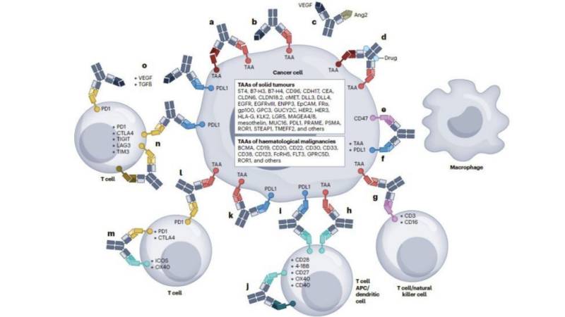 Bispecific antibodies for cancer therapy