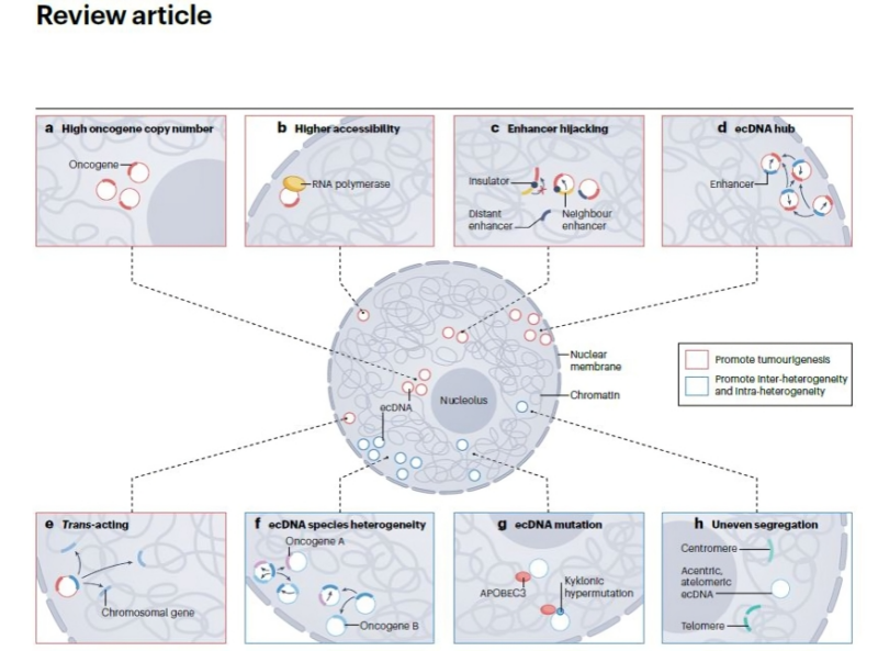 Extrachromosomal DNA role in cancer progression suggested by Jean-Charles Soria