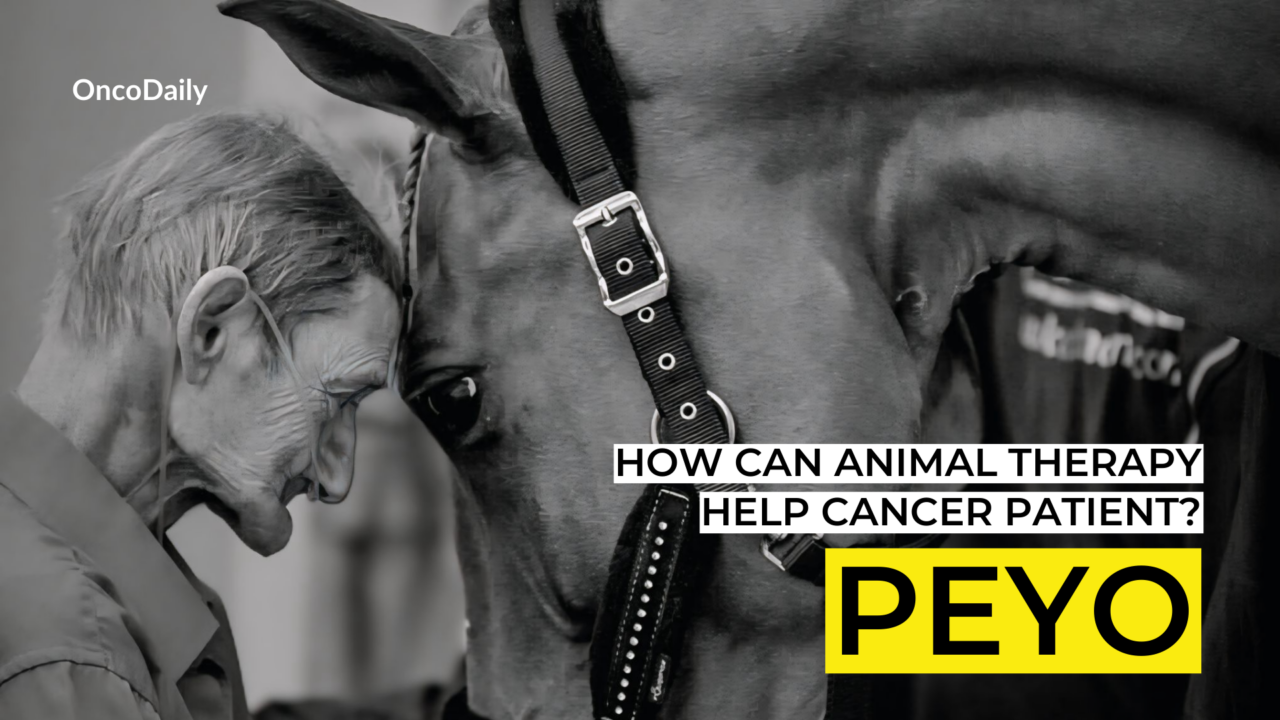 Peyo the Therapy Horse: Comforting Terminally Ill Patients Through Horse Therapy.