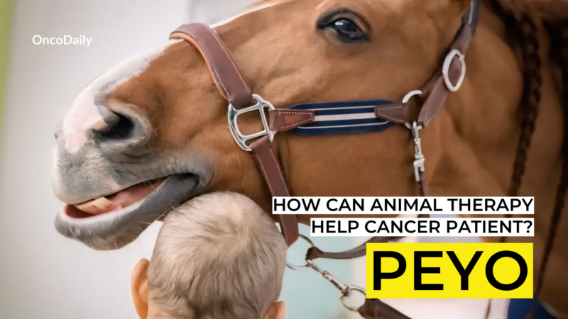 Peyo the therapy horse and cancer patients