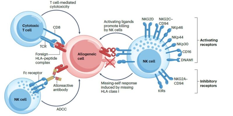 Francisco J. Esteva: Combining cellular therapy with oncolytic virotherapy for stronger anti-tumor response