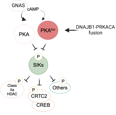 New work on how DNAJB1-PRKACA fusion drives Fibrolamellar Carcinoma