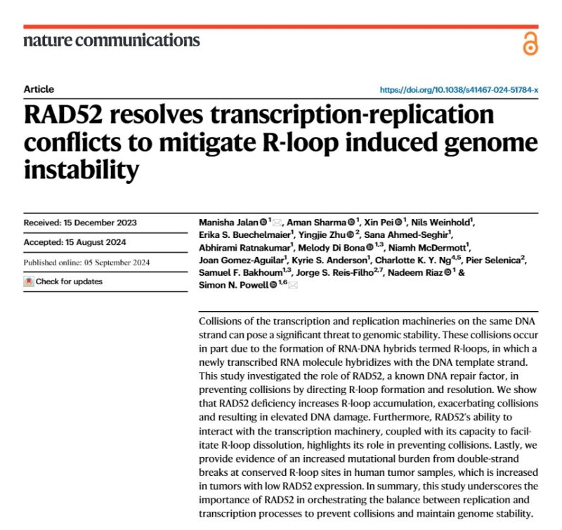 Manisha Jalan: RAD52's role in preventing transcription-replication conflicts