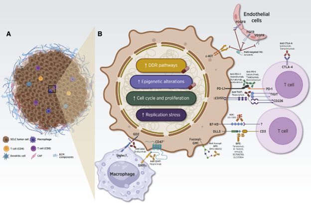 Clinical targets demonstrating promising activity in SCLC