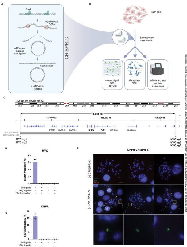 Steven Artandi: SCI members find support for ecDNA formation model