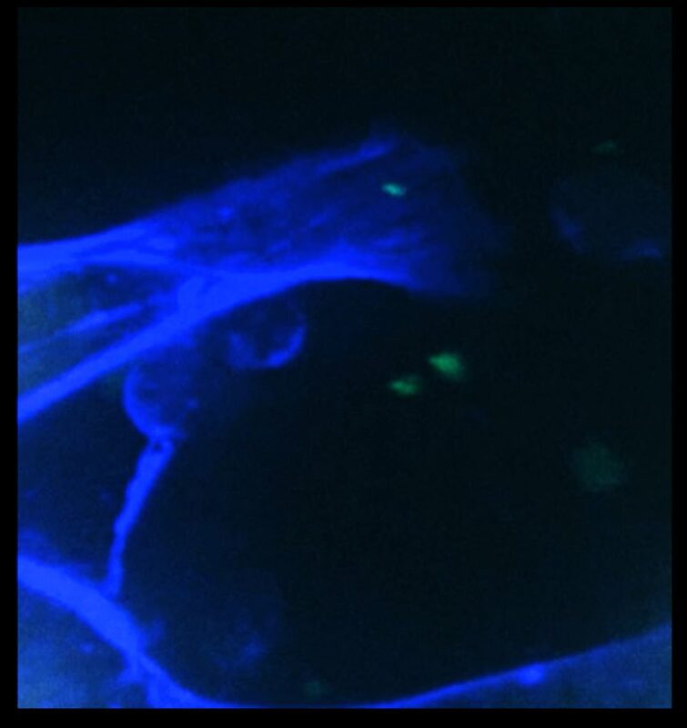 Roberto Borea: Investigating how EVs affect tumor growth at Rolfo Lab