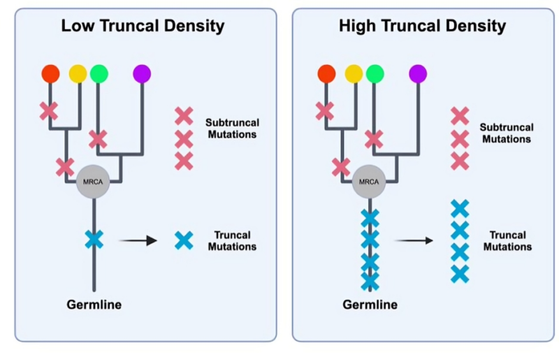 The Evolutionary Forest of Pancreatic Cancer, suggested by Anirban Maitra