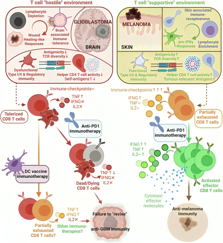 The conundrum of CD8+T cells in low antigenic tumours - Cell Stress and Immunity (CSI) Lab