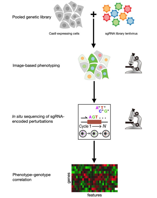 Optical Pooled Screening