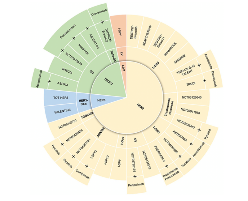 Paper Alert ! Use of Antibody–Drug Conjugates in the Early Setting of Breast Cancer