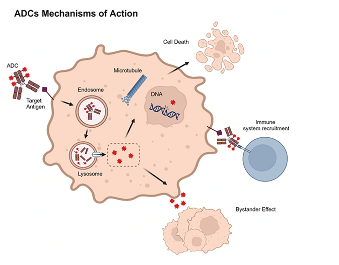 Paper Alert ! Use of Antibody–Drug Conjugates in the Early Setting of Breast Cancer