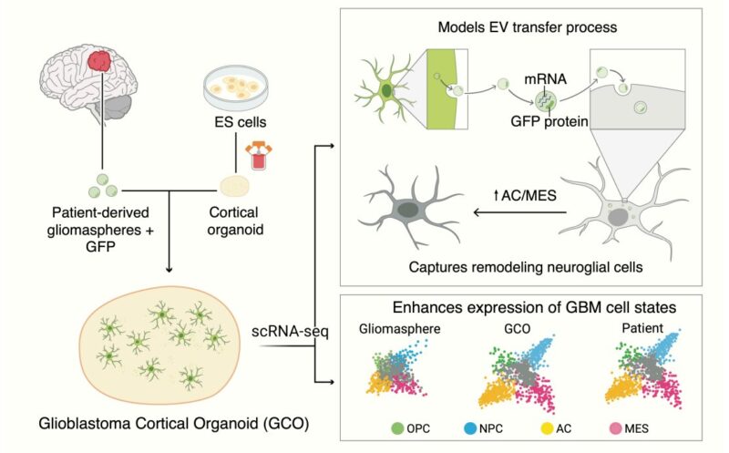 Elizabeth McKenna: Cell State Heterogeneity and Intercellular Transfer in Cancer Discovery