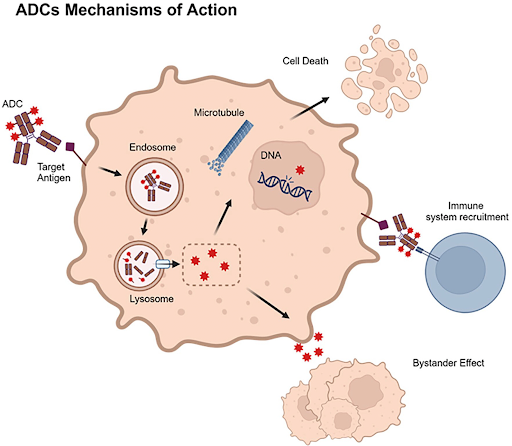 Paper Alert ! Use of Antibody–Drug Conjugates in the Early Setting of Breast Cancer