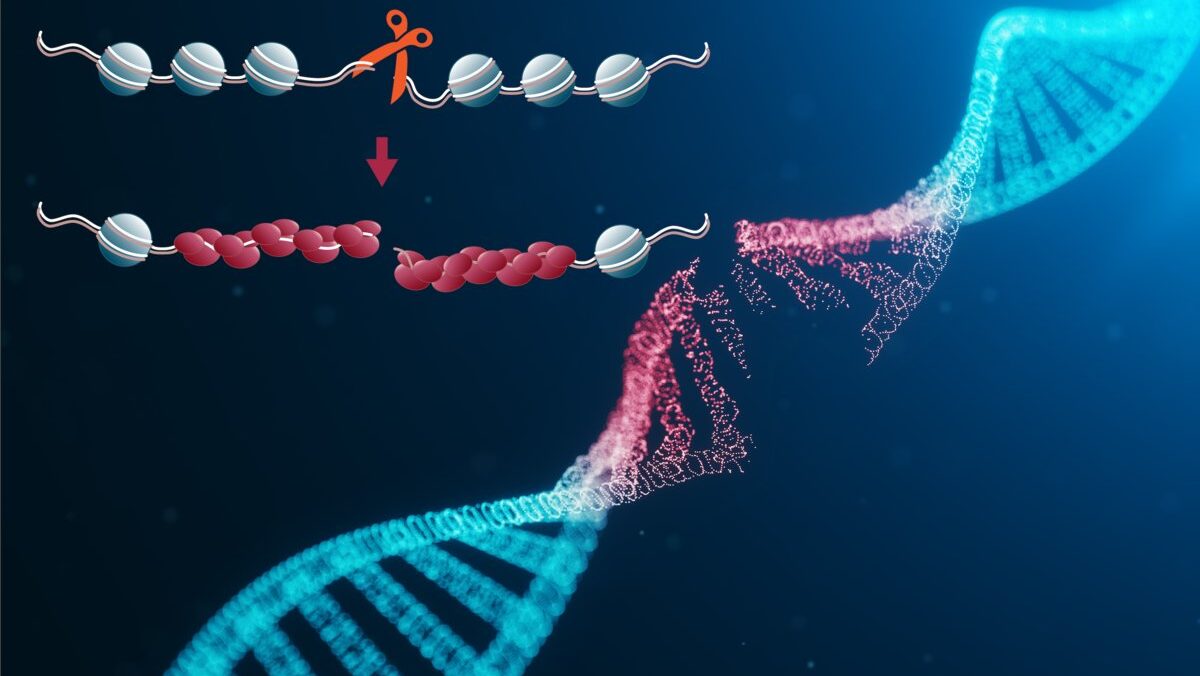 Understanding Double-Strand Breaks in the Formation of ecDNA