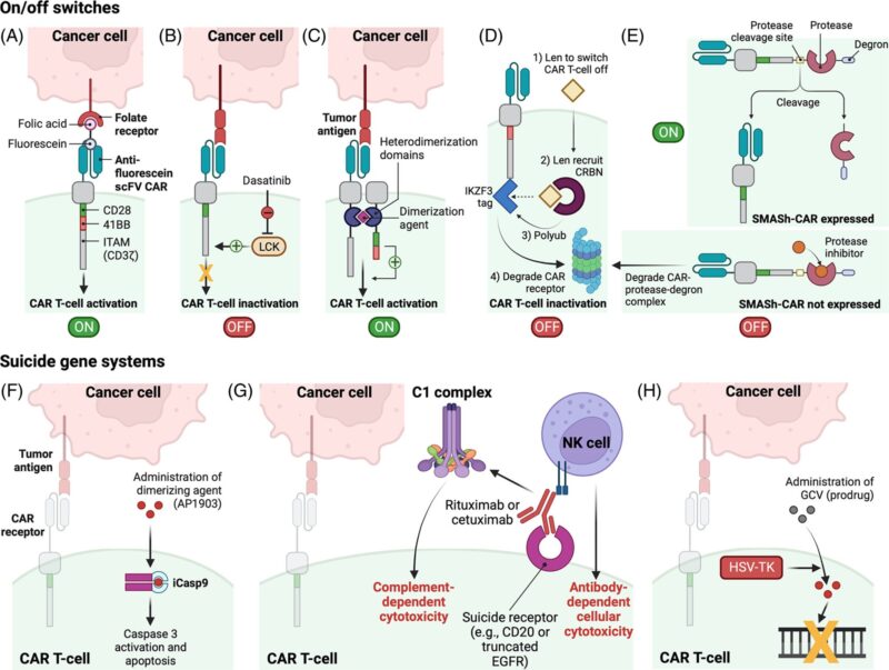 John Gordon: Dual “ON/OFF”-switch CARs offer a safer CAR T cell therapy