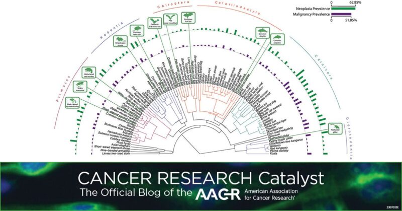 AACR