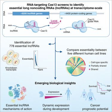 Neville Sanjana: Excited for the potential of RNA-targeting CRISPR platform in health and disease