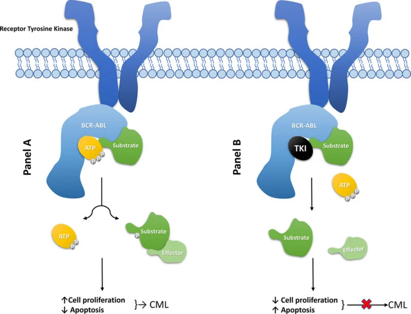 lekuemia receptor