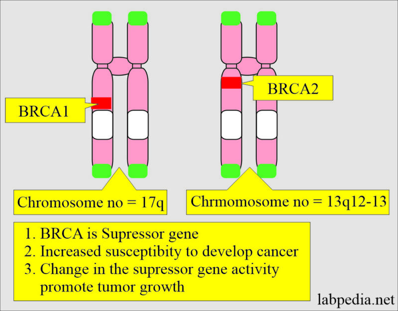 BRCA1 an 2 gens