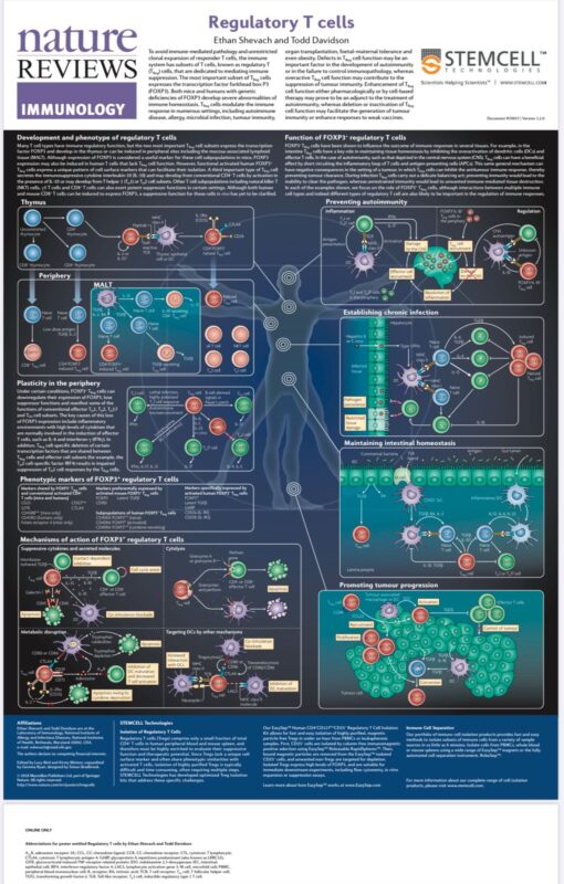 Development and phenotype of regulatory T cells