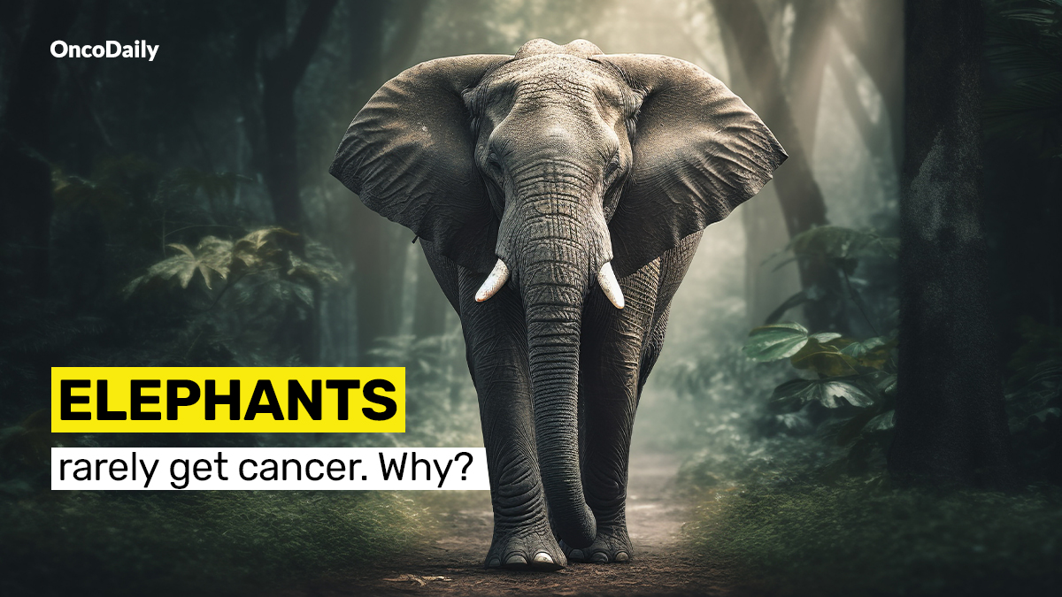 Vincent Rajkumar: Elephants rarely get cancer. Why?