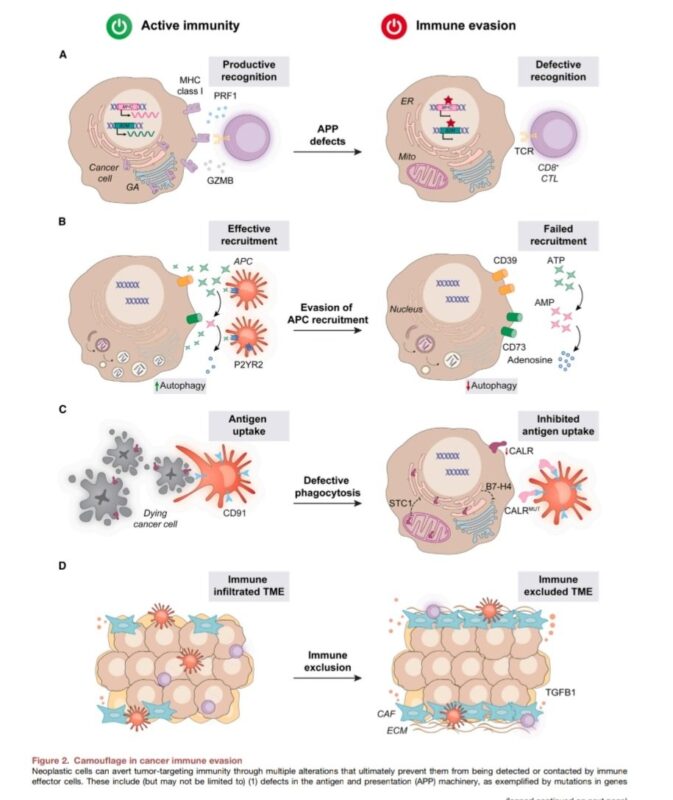 María Natalia Gandur Quiroga: Hallmarks of Cancer Immune Evasion by Claudia Galassi et al.