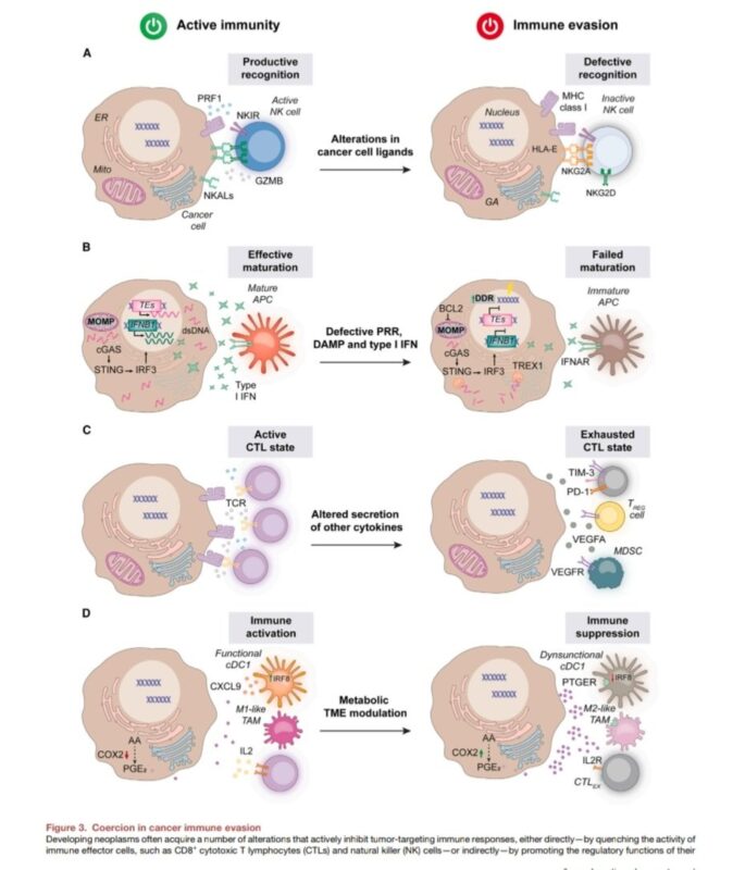 María Natalia Gandur Quiroga: Hallmarks of Cancer Immune Evasion by Claudia Galassi et al.