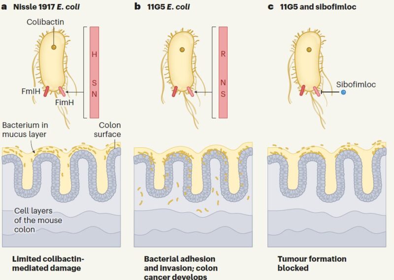 Jens Puschhof Shares Study on Bacteria and Cancer Mutations