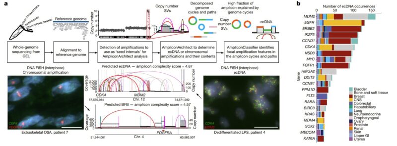 Jean-Charles Soria: ecDNA fuels cancer progression