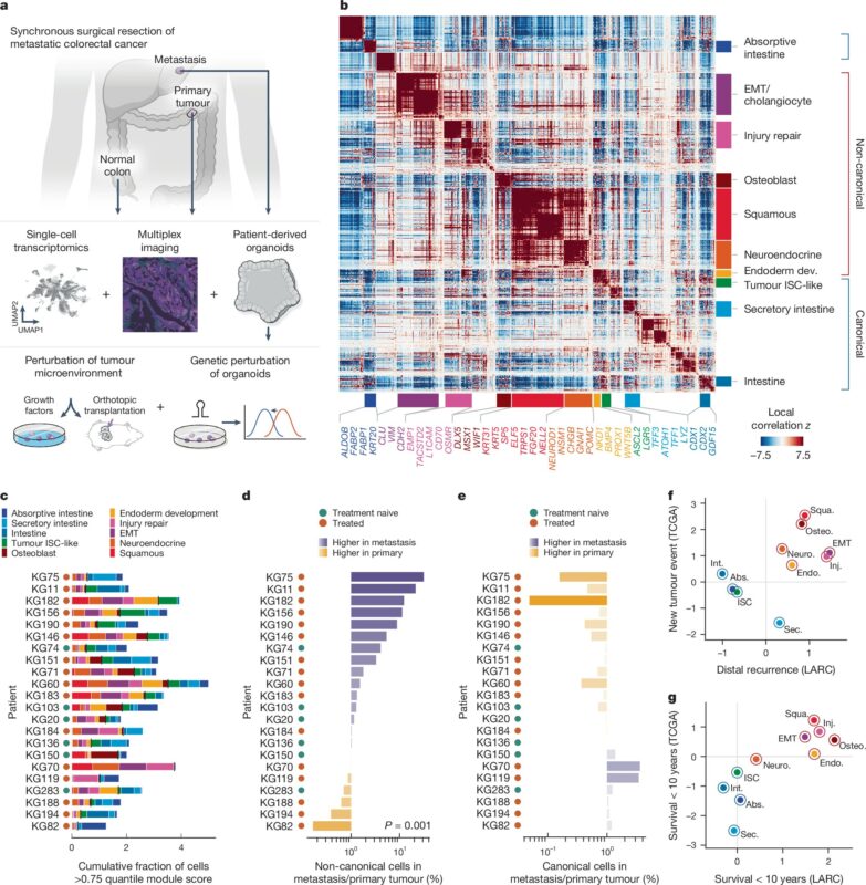 Progressive plasticity during colorectal cancer metastasis