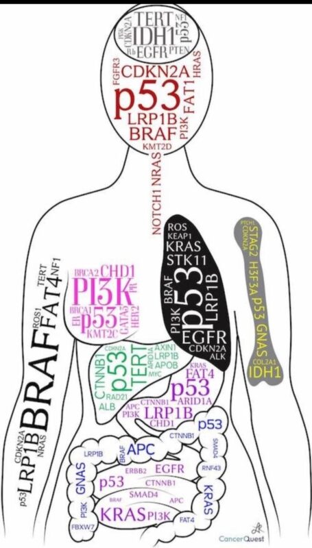 Jan Král: Insights on how genetic mutations vary by cancer type by Yakup Ergün