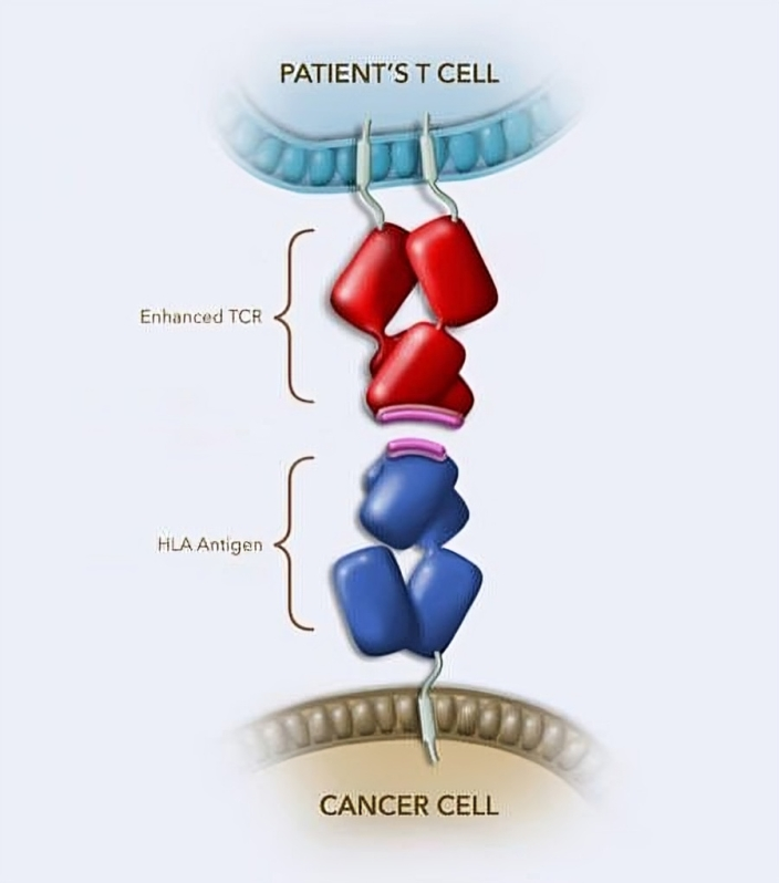 Shahrin Ahmed: Advanced Synovial Sarcoma has been approved by the FDA as an engineered cell therapy