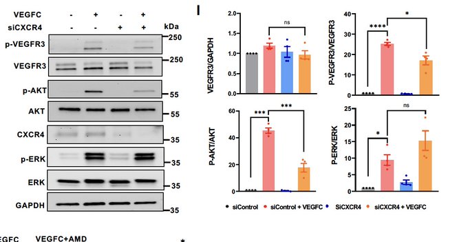 Xiaolei Liu: New insights into lymphatic development by CXCL12/CXCR4 signaling