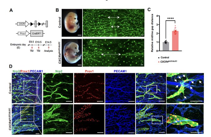 Xiaolei Liu: New insights into lymphatic development by CXCL12/CXCR4 signaling