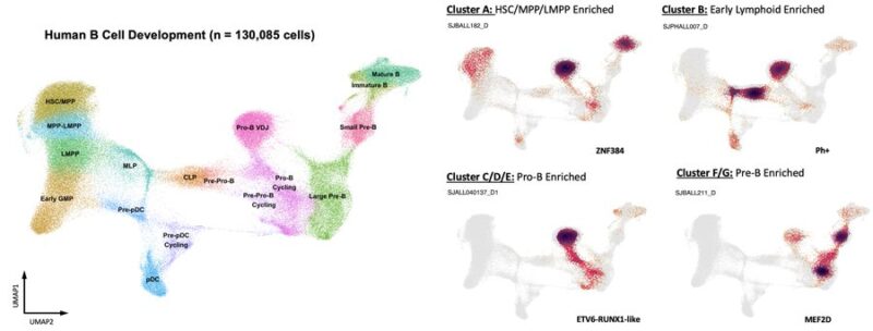 Andy Zeng: Mapping single-cell RNA sequencing data across normal and malignant hematopoiesis