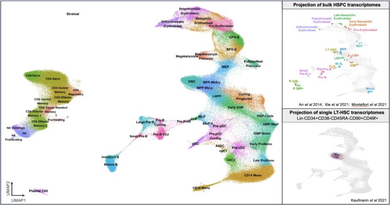 Andy Zeng: Mapping single-cell RNA sequencing data across normal and malignant hematopoiesis