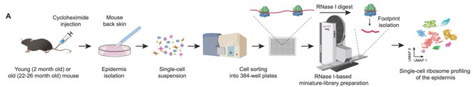 Sendoel Lab Investigates the Impact of Aging on Stem Cells’ Regenerative Capacity