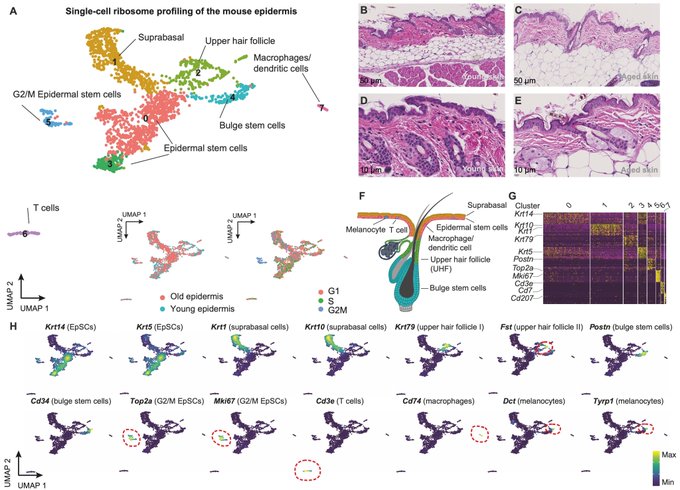 Sendoel Lab Investigates the Impact of Aging on Stem Cells’ Regenerative Capacity