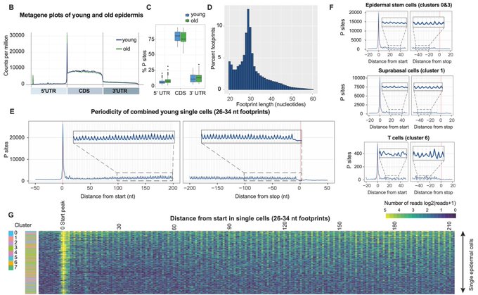 Sendoel Lab Investigates the Impact of Aging on Stem Cells’ Regenerative Capacity