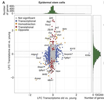 Sendoel Lab Investigates the Impact of Aging on Stem Cells’ Regenerative Capacity