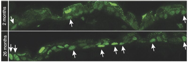 Sendoel Lab Investigates the Impact of Aging on Stem Cells’ Regenerative Capacity