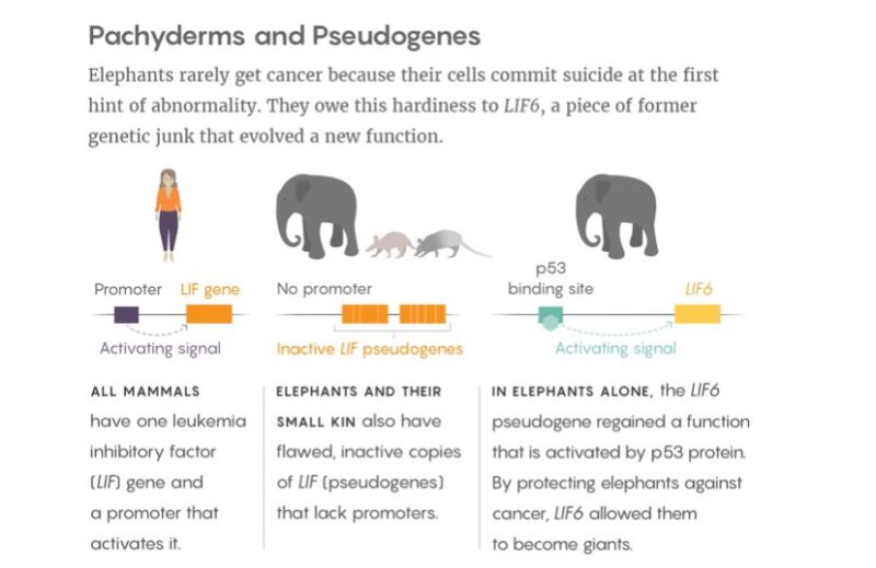 Vincent Rajkumar: Elephants rarely get cancer. Why?