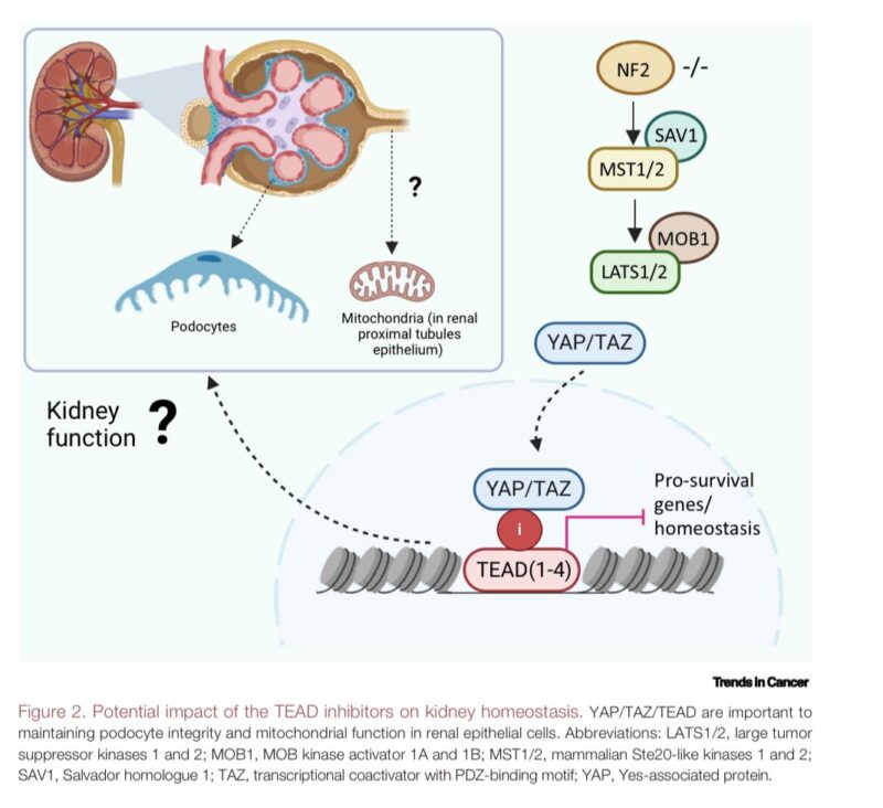 Regulating the Hippo pathway with the New class of TEAD small molecule inhibitors