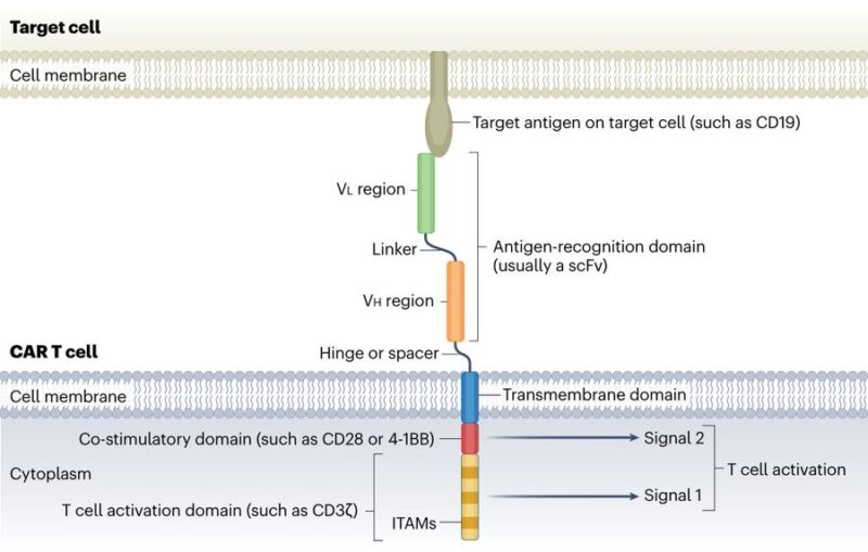 Nico Gagelmann: Current status and Future directions for CAR-T Therapy