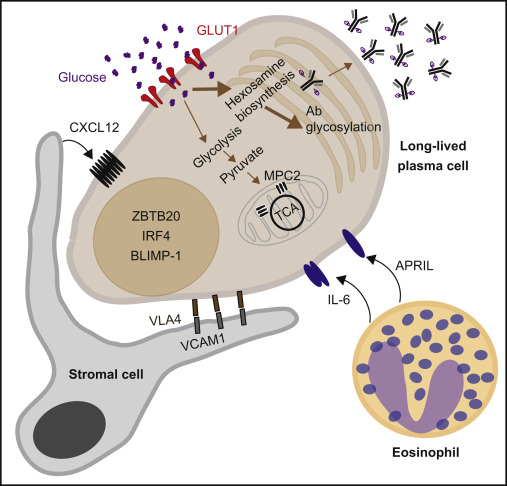 Nico Gagelmann: Current status and Future directions for CAR-T Therapy